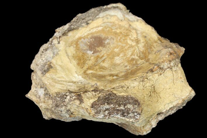 Partial Mosasaur (Platecarpus) Vertebra - Kansas #121986